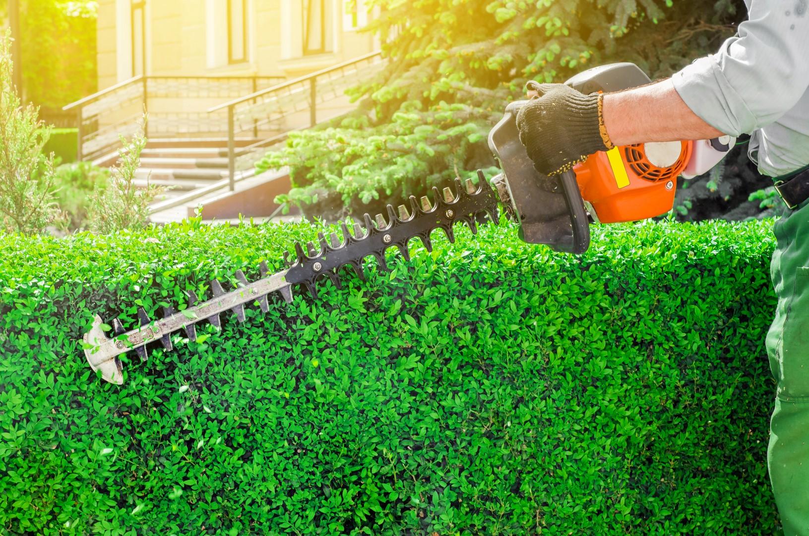 Hedge-Trimmer- Trimming-Shrubs