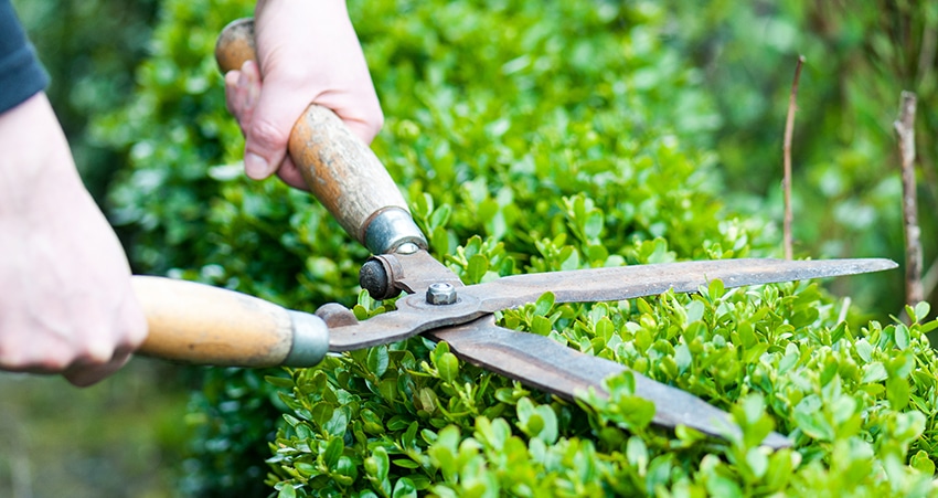 steiner-lawn-care_trimming