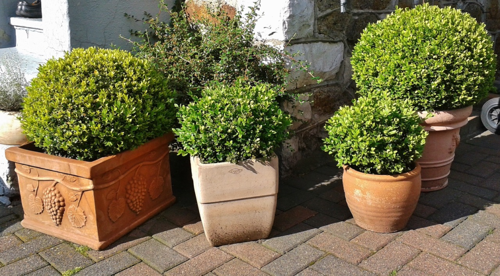 Boxwood Buxus-Shrubs