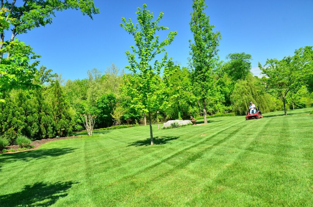 lawn care, lawn maintenance, lawn services