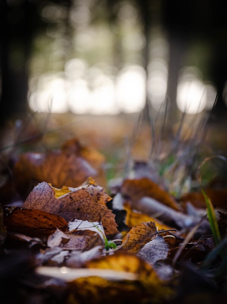 shallow focus photography of dried brown leaves