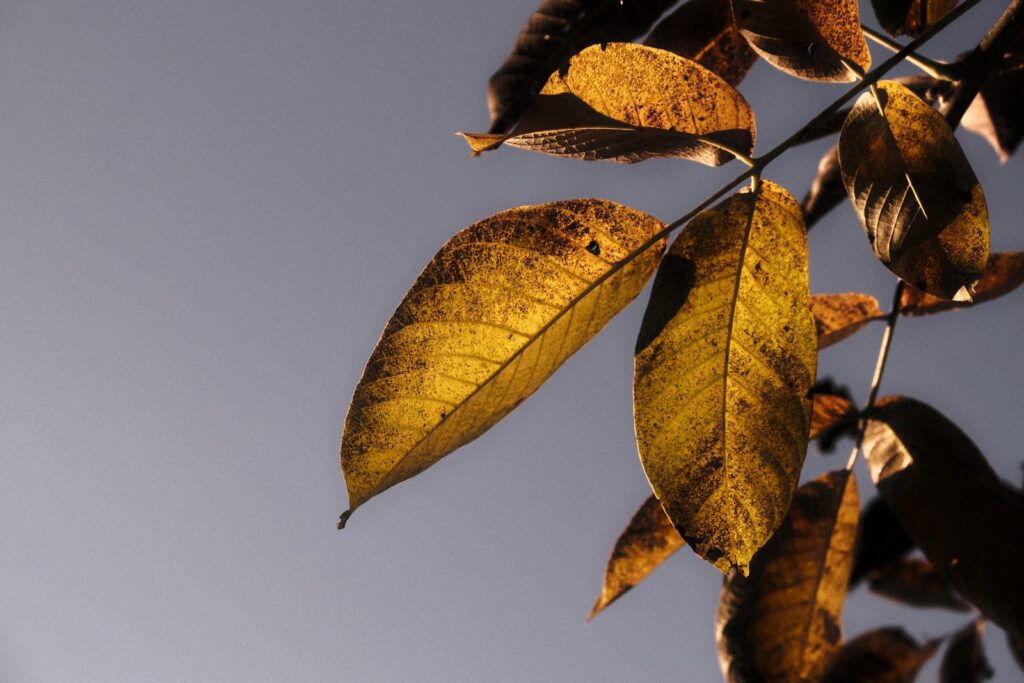 a close up of a leaf on a tree