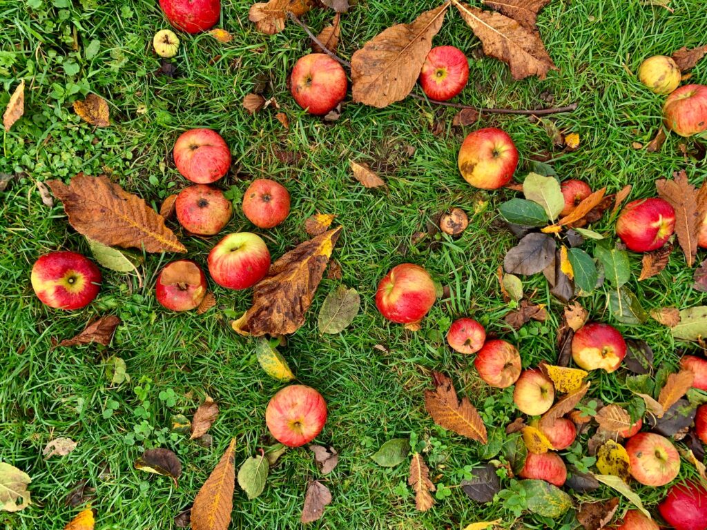 red apple on green grass