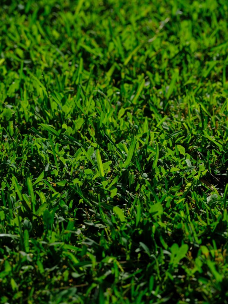 a bird is standing in the middle of a grassy field