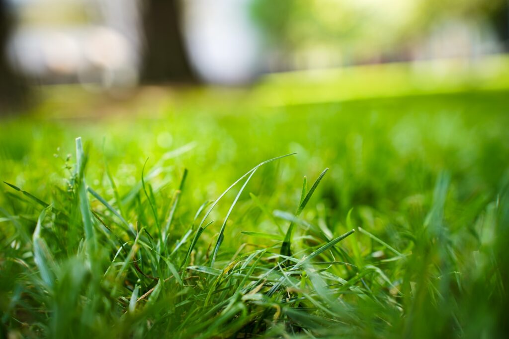 a close up of a grass field with trees in the background