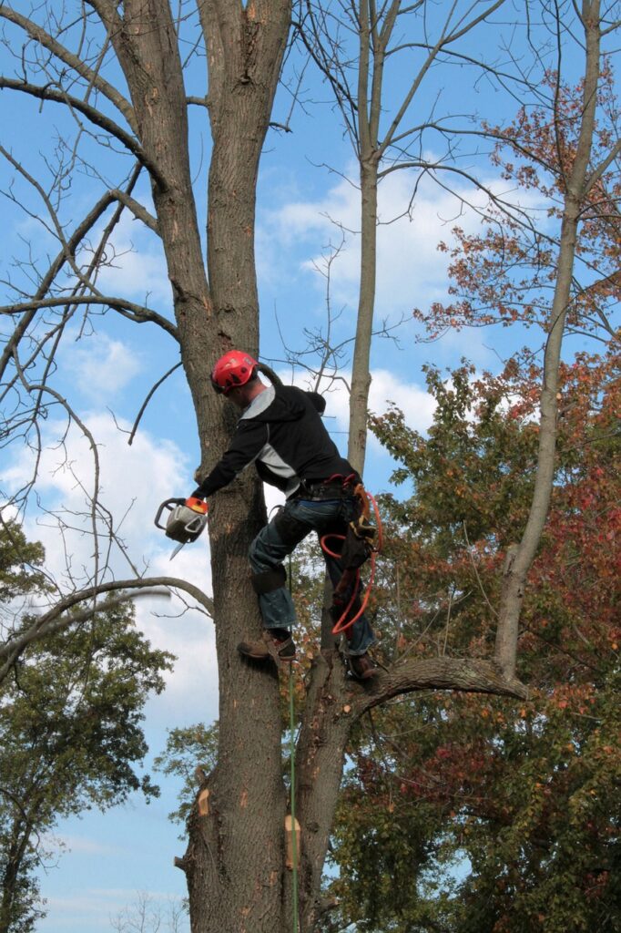 SLC- tree trimming