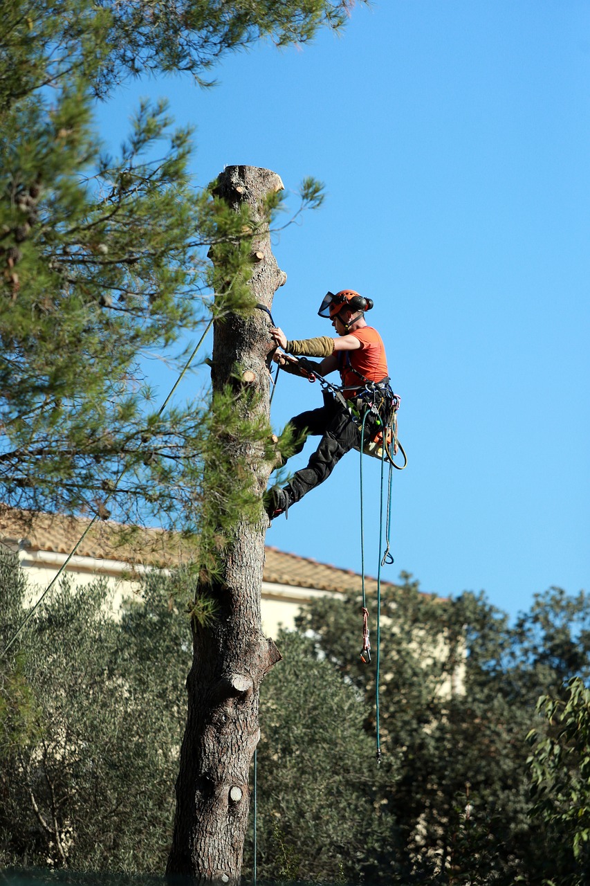 work, tree trimming, chopped off