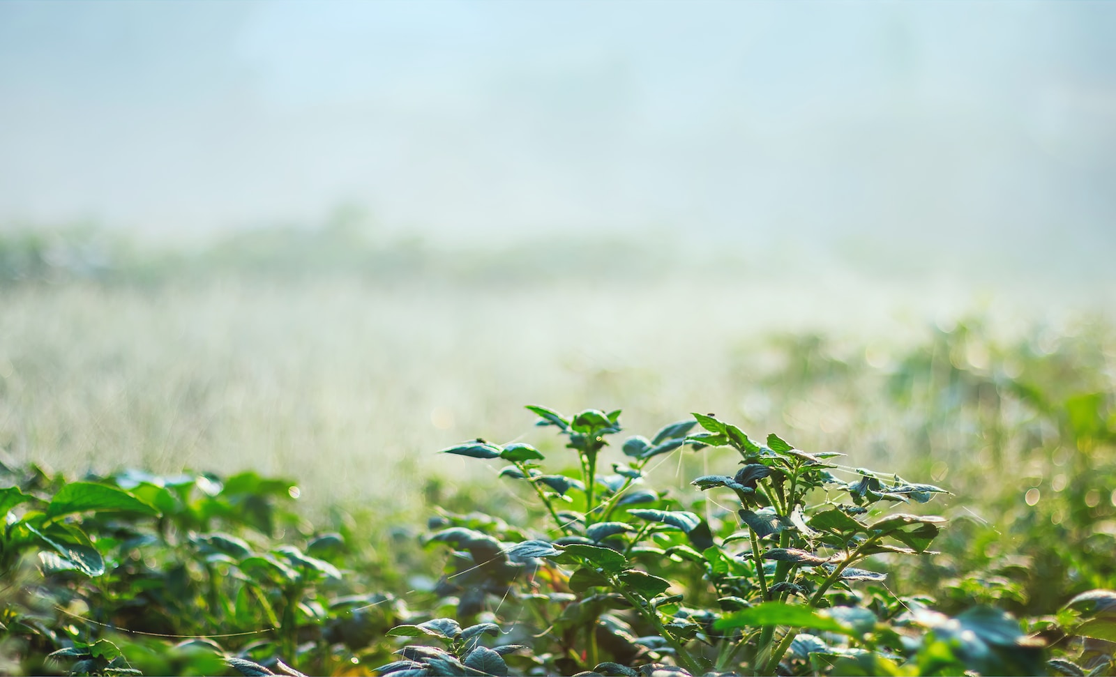 a foggy field with green plants in the foreground