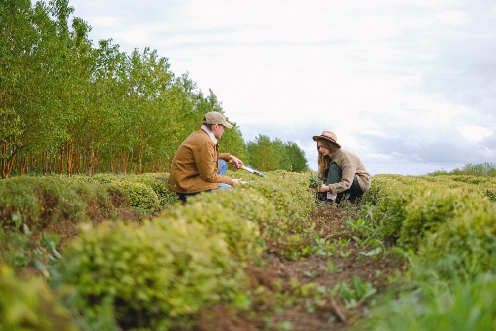 Ground level side view of woman and man with secateurs squatting near green bushes with tools while working on farm