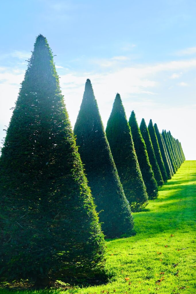 a row of trees that are in the grass