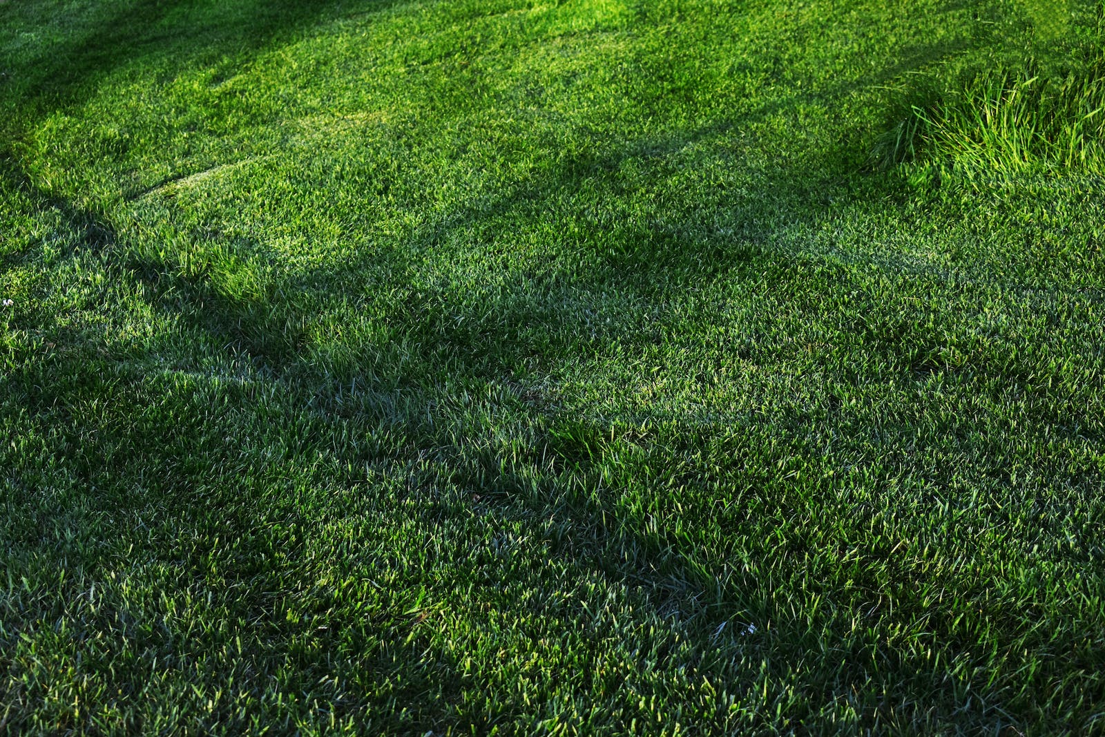 Photo of Grass Field During Daytime