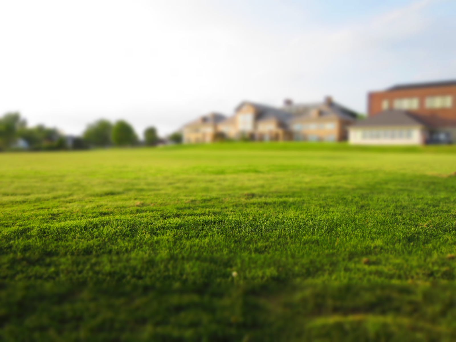 Green Grass