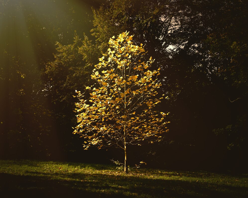 Tree Care Cultivating Healthy Trees