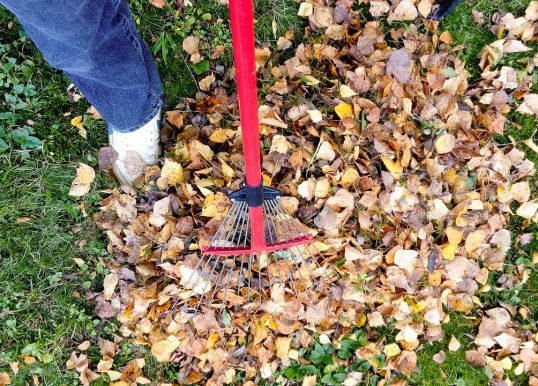raking, fall, autumn