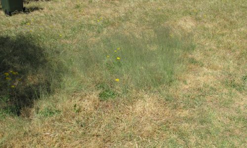 File:Eragrostis curvula in Nassella neesiana lawn CAN (15809175977).jpg