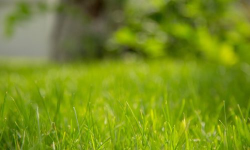 Focus Photography of Green Bermuda Grass