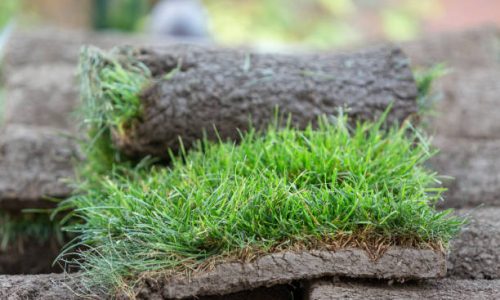 Close up of fresh sod turf grass rolls, ready for laying in new lawn. Natural grass installation.