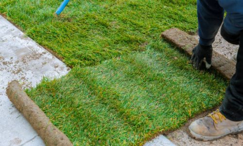 Man unrolling rolls of turf natural grass for landscaping