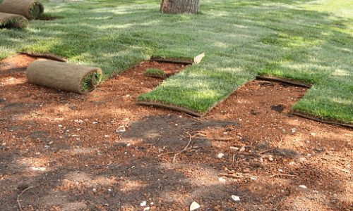 Steiner-lawn-care-sod-installation_2