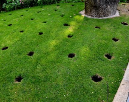 under the crown of the old oak in front of the perennial bed, several circular holes are drilled in the lawn in the soil. these are aeration and drainage hole will be filled with gravel and substrate, aerated, aerification, air, hummate, quercus robur, probes, samples, under, substrate