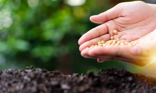 Woman planting soybeans in fertile soil Space for text. Planting vegetables. Handful of harvested soy bean seed, caucasian female farmer holding pile of soybeans over soil background