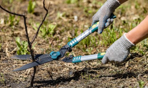 garden shears cut a dry branch in the garden. High quality photo