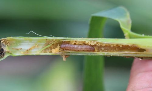 European Corn Borer (Ostrinia nubilalis), larva in maize (corn) stalk.