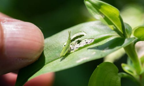 grasshopper kid