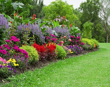 Colorful flower garden.