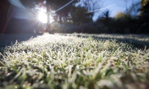 Fertilizing Your Lawn in Winter