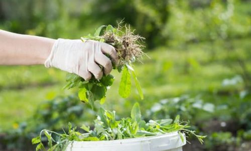 Hand-Pulling Weeds