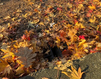Fall leaves covering a storm drain in downtown Seattle.