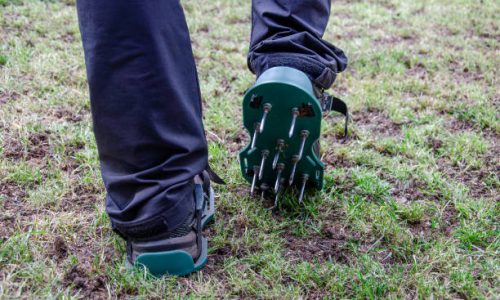 Close-up of lawn aeration shoe with metal spikes. Pprocess of soil scarification. Legs of a man in black pants. Green grass all around.