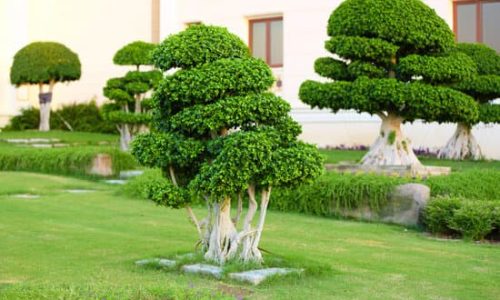 Beautiful tree in park