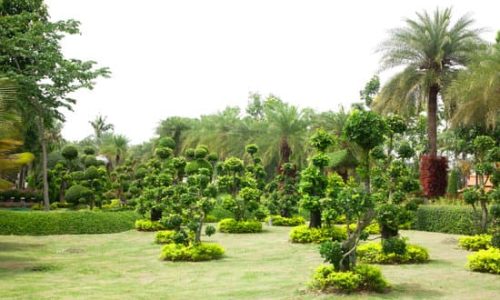 Landscape Formal Garden. Park brilliant natural bonsai.