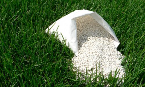 Fertilizer for grass, lawn, meadow in a bag of white granules on a background of green grass. Close up of mineral fertilizer granules used on grass lawns and gardens to maintain health and growth.