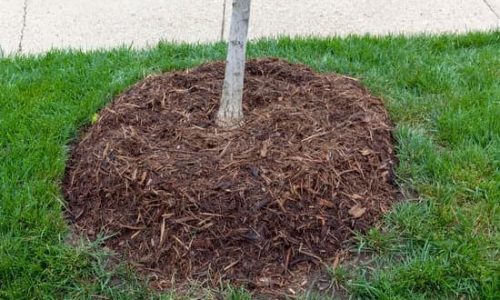 Lawn Mulching