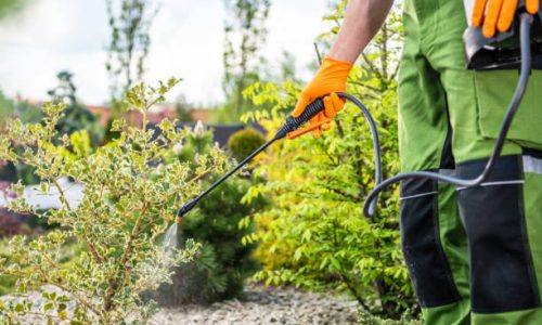 Caucasian Gardener Performing Scheduled Spring Time Insecticide and Fungicide Job. Gardening and Landscaping Theme.