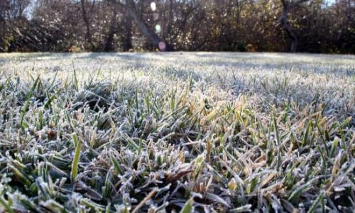 Lawn Problems winter