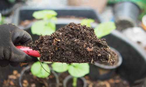 soil for vetgetable with earthwarm and bug in hand green garden backyard