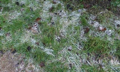 Lawn Winter Damage