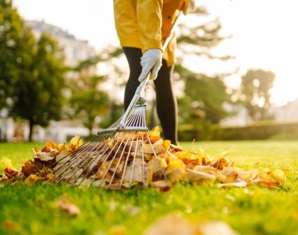 Removal,Of,Leaves,In,The,Autumn,Garden.,Rake,And,Pile