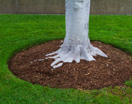 Tree trunk base with mulch and green grass