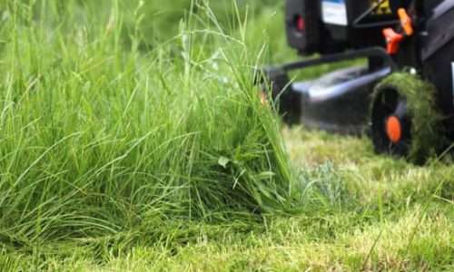 Lawnmower is being used by gardener for mowing grass