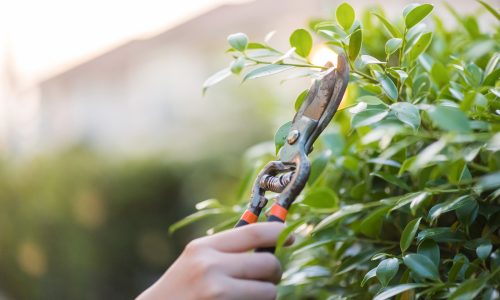 Prune Shrubs