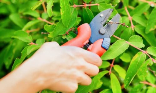 Pruning leaves with garden pruner.