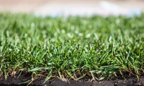 Close up side profile of newly laid sod.