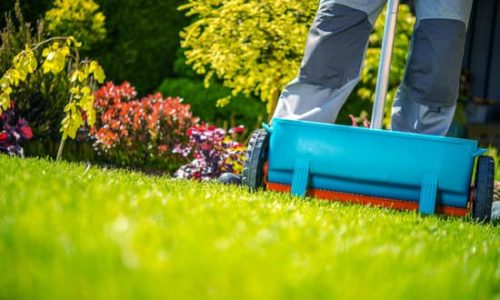 Spring Fertilization of Grass. Garden Works.