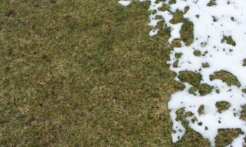 Snow Mold 2