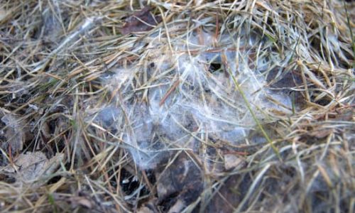 The cobweb like appearance of snow mold as seen on grass after the winter snow has melted away. Snow mold is a type of fungus and a turf disease that damages or kills grass after snow melts, typically in late winter.